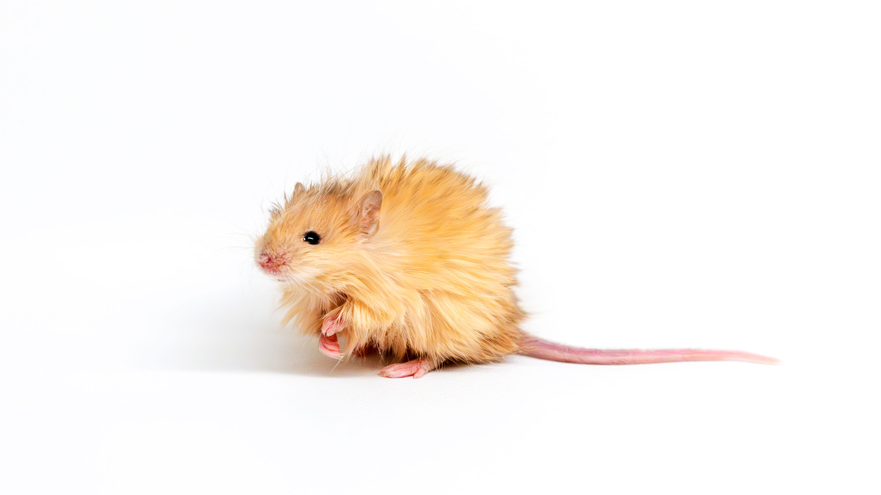 mouse with long shaggy blonde hair on a white surface