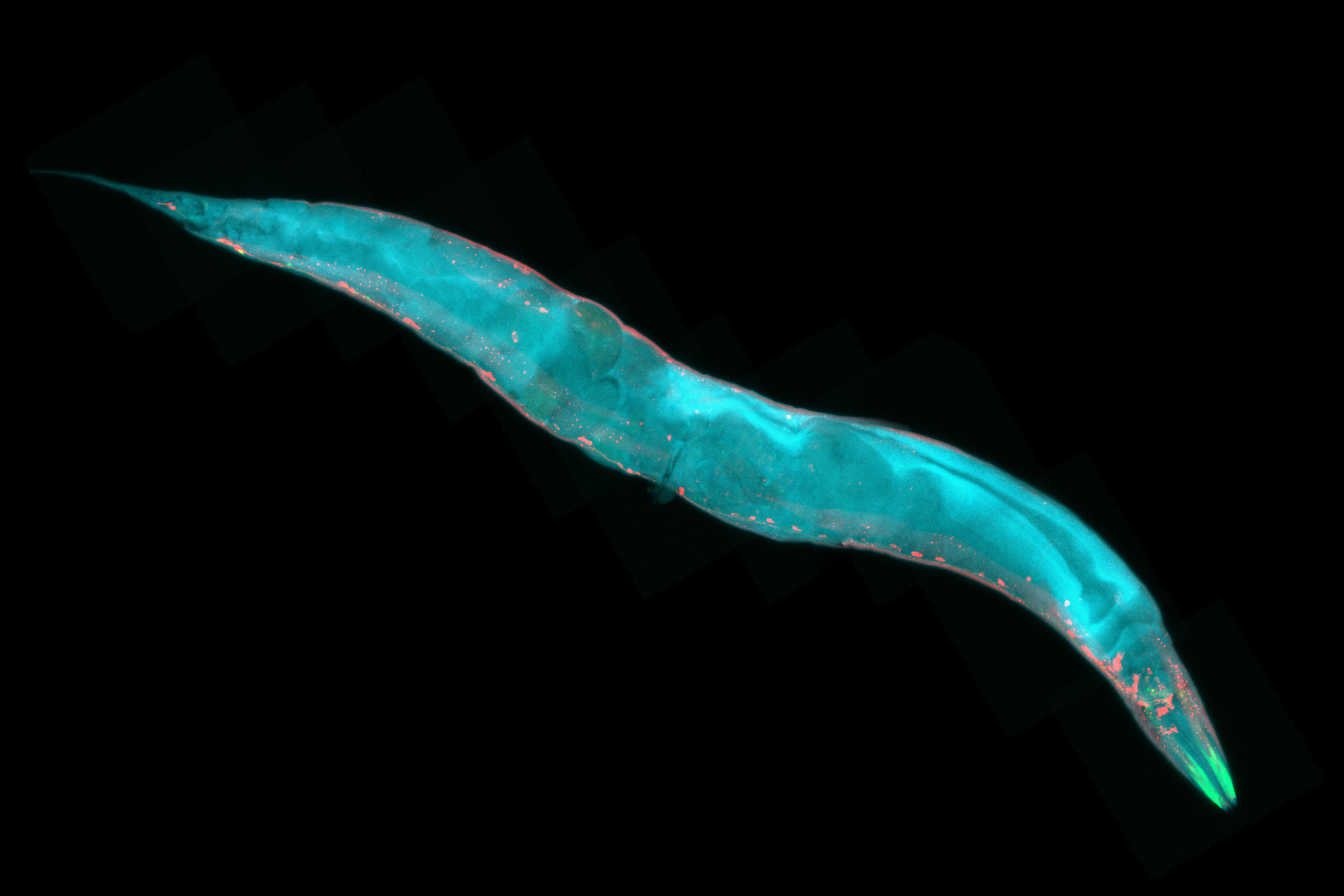 Flourescence micrograph of caenorhabditis elegans, a free-living transparent nematode