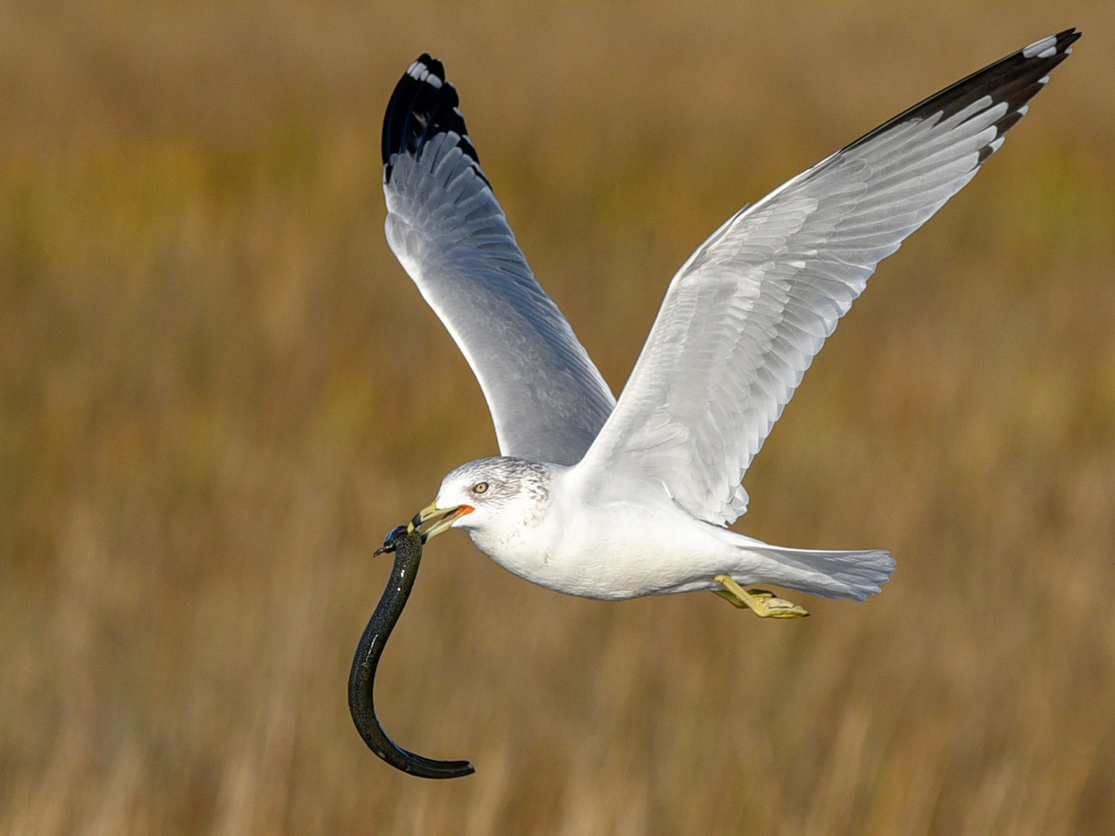 Gull in flight with an amphiuma (aquatic salamander) in its beak