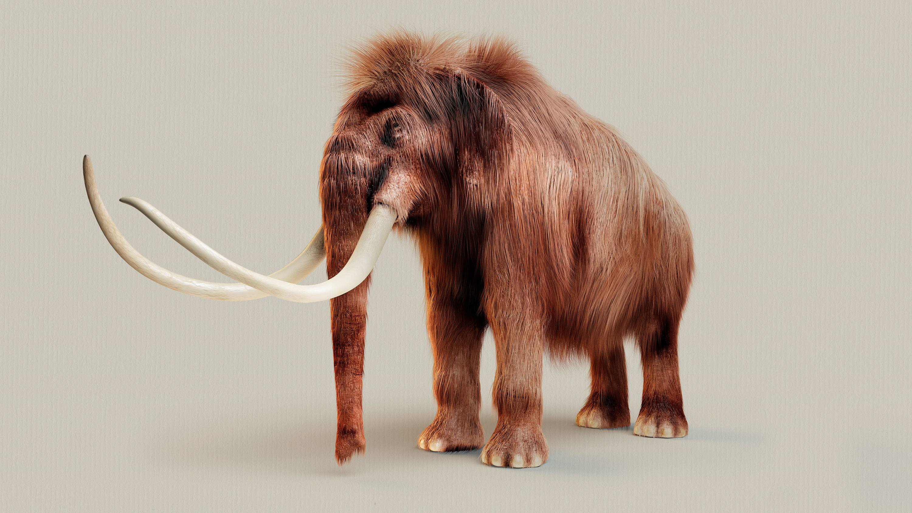 Wooly Mammoth