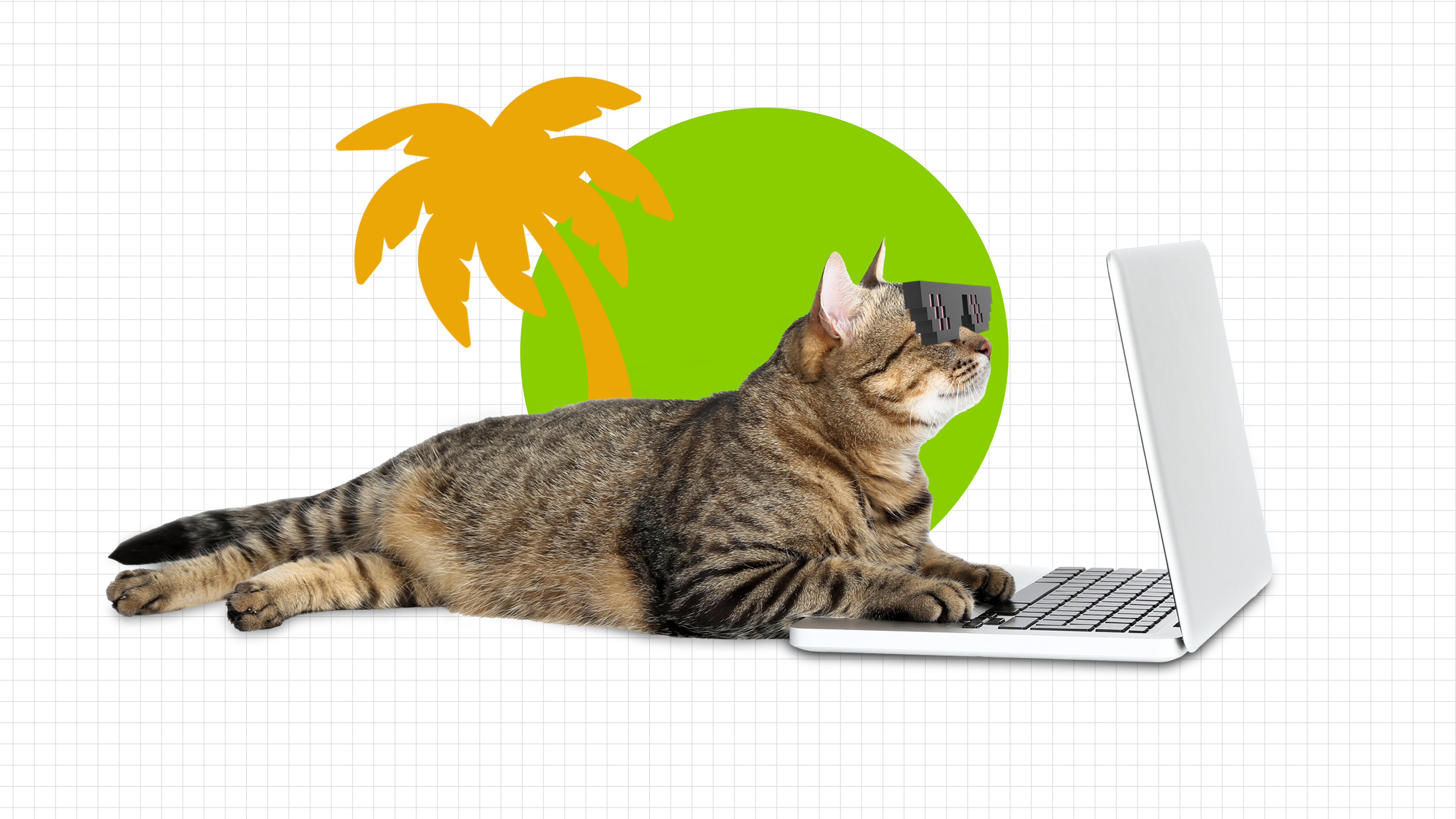 a cat with meme glasses vibe coding next to an orange palm tree